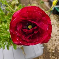 ポピー,ポピー パンドラ,鉢植え,明るい日陰,プランターの画像