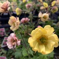 オダマキ,ゲウム,ゲウム,ブルーデージー,ブルーデージーの画像