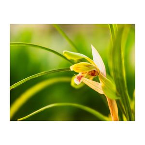 シュンラン,ラン科,山野草,地生蘭,植木鉢の画像