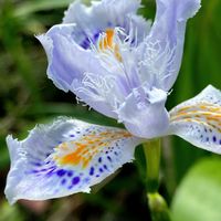 シャガ,シャガ,ホトケノザ,レンゲソウ,レンゲの画像