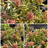 スキミア,スキミア　マジックマルロー,スキミア　マジックマルロー,スキミア ルベラ,スキミア　ルベスタの画像