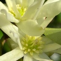 キュウリグサ,キランソウ,シキミ,シキミ,スミレの画像