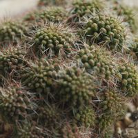 ハオルチア,多肉植物,観葉植物,塊根植物,サボテン科の画像