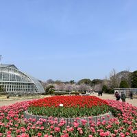 サクラ,スイセン,ソテツ,チューリップ,レンギョウの画像