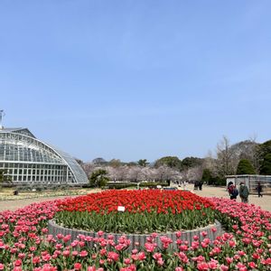 サクラ,スイセン,ソテツ,チューリップ,レンギョウの画像