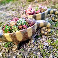 多肉植物,大好き,多肉寄せ植え,お気に入り♡,かわいい♡の画像