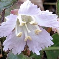 イワウチワ,岩団扇(イワウチワ),登山,春の訪れ,咲き始めの画像