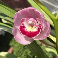 シンビジウム,シンビジウム 萌香,洋蘭,開花中,ピンク色の花の画像