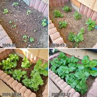 イチゴ,シソ,ジャガイモ,バジル,ミニトマトの画像