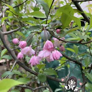 ピンクの花,種から,種まき,咲いてくれてありがとう❤,ピンク❤︎ピンクの画像