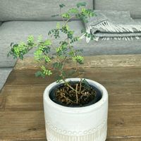 ソフォラ　リトルベイビー,観葉植物,植物のある暮らしの画像