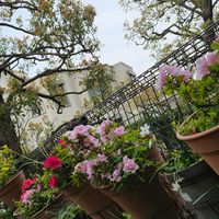 小さな庭,フェンスの画像