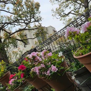 小さな庭,フェンスの画像