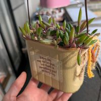 リトープス,多肉植物,ハオルチア属,ビスタ産,寒冷地の画像