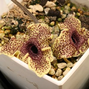 カンアオイ,寒葵,和風,観葉植物,鉢植えの画像