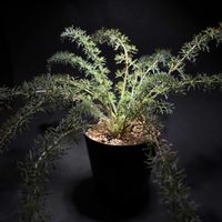 ペラルゴニウム,ペラルゴニウム・ラパセウム,塊根植物,花芽,ペラルゴニウム属の画像