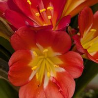 クンシラン,君子蘭,クンシラン(君子蘭),ウケザキクンシラン（受咲君子蘭）,ビタミンカラーの画像