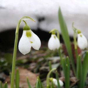 クリスマスローズ,スノードロップ,ヘレボルス,北海道,キュンキュン乙女倶楽部の画像