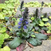 アジュガ,アジュガ,アジュガ,アジュガ,ユキノシタの画像