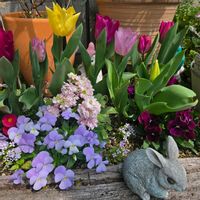 ストック,ビオラ,寄せ植え,ガーデニング,小さな花壇の画像