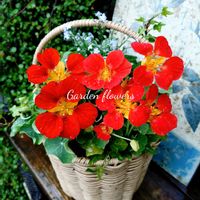 ナスタチウム,寄せ植え,可愛い,庭の花,癒しの画像