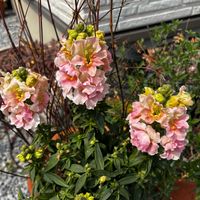 ネメシア,オステオスペルマム,オステオスペルマム,宿根ネメシア,八重水仙の画像