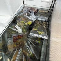 熱帯スイレン,水草いろいろ,睡蓮達,庭の画像