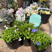 アルメリア,ロベリア,ガーデニング,お迎え苗,アルメリアマリチリの画像