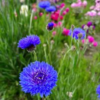 スイセン,ヤグルマギク,八重咲きストック,葉牡丹（はぼたん）,種まきっ子の画像