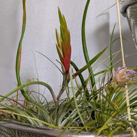 エアプランツの画像