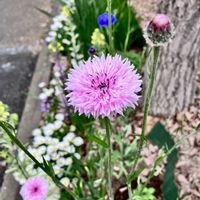 アネモネ,ヤグルマギク,お出かけ先の画像