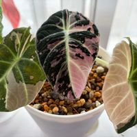 アロカシア,アロカシア ブラックベルベット,アロカシアブラックベルベット・ピンク斑入り,観葉植物,成長記録の画像