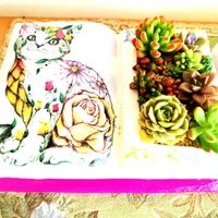 多肉植物いろいろ,寄せ植え,多肉植物,ハンドメイド,ブック型植木鉢の画像