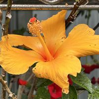 ハイビスカス,鉢植え,ネコ好き,花のある暮らし,黄色の花の画像