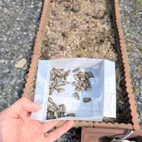 ヒマワリの画像