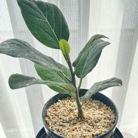 フィカス ベンガレンシス,リビング・ダイニングの画像