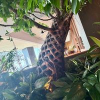 ニュウマン高輪,観葉植物,樹木,この木なんの木気になる木,変な木の画像