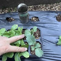 ブロッコリー,PR,サカタのタネ,パワフルシリカ,パワフルシリカモニターの画像