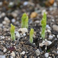 キキョウ,桔梗,桔梗,発芽の画像