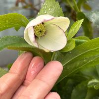 アネモネ,クリスマスローズ,レースラベンダー,ヤマアジサイ 藍姫,アネモネ・アンアリスの画像