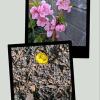 セツブンソウ,ハナモモ,西側植え込みの画像