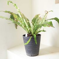 オオタニワタリ,アスプレニウム,シダ植物,グリーンインテリア,グリーンの画像