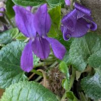 ニオイスミレ,ニオイスミレ（　スイートバイオレット　）,信州大好き⛰️,紫の花,今日の花の画像