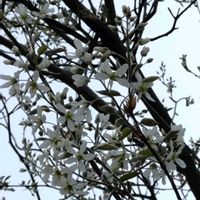 ジューンベリーの画像