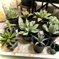 多肉植物,アガベ属,神奈川タニラー,多肉女子,頑張れ❗️日本の画像