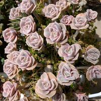 多肉植物,葉挿し,多肉寄せ植え,実生苗,実生っ子の画像