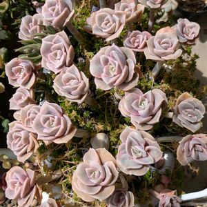 多肉植物,葉挿し,多肉寄せ植え,実生苗,実生っ子の画像