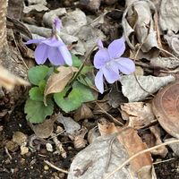 ツクシ,スミレ,ホトケノザ,タンポポ,ヒメオドリコソウの画像