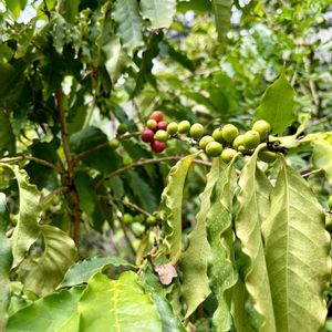コーヒーの木,コーヒーノキ,カカオ,アラビアコーヒーノキ,温室の画像
