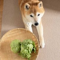 プランター栽培の画像